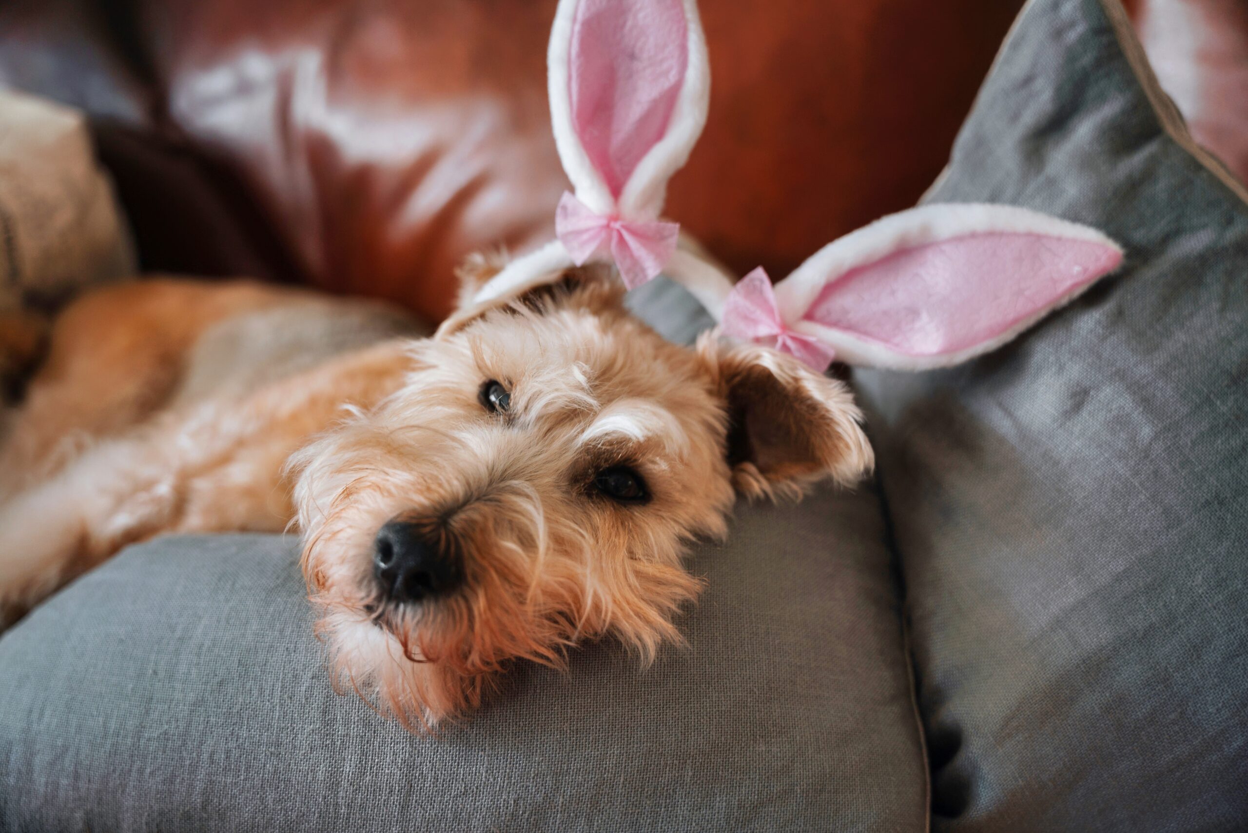 Celebrate Easter with Pets While Keeping Hazards at Bay