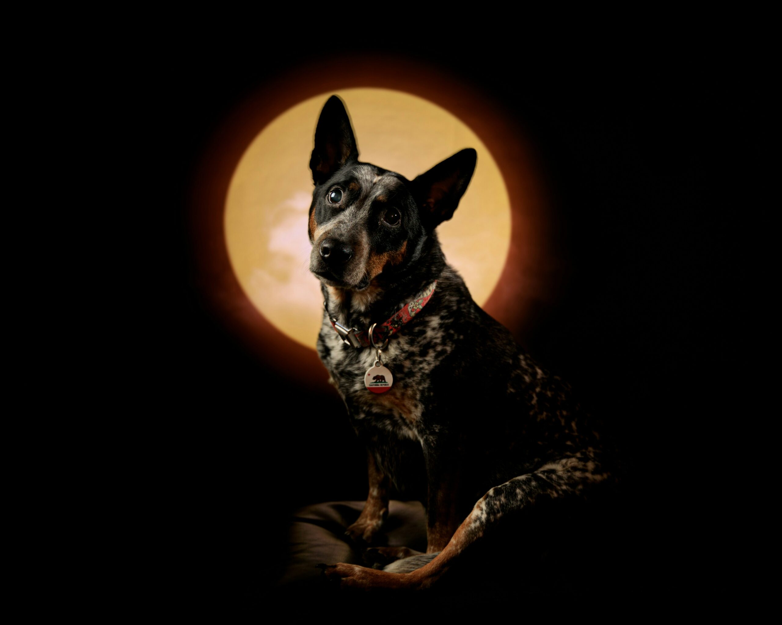 Solar Eclipse Pet Safety 2024: Essential Tips to Protect Your Pets