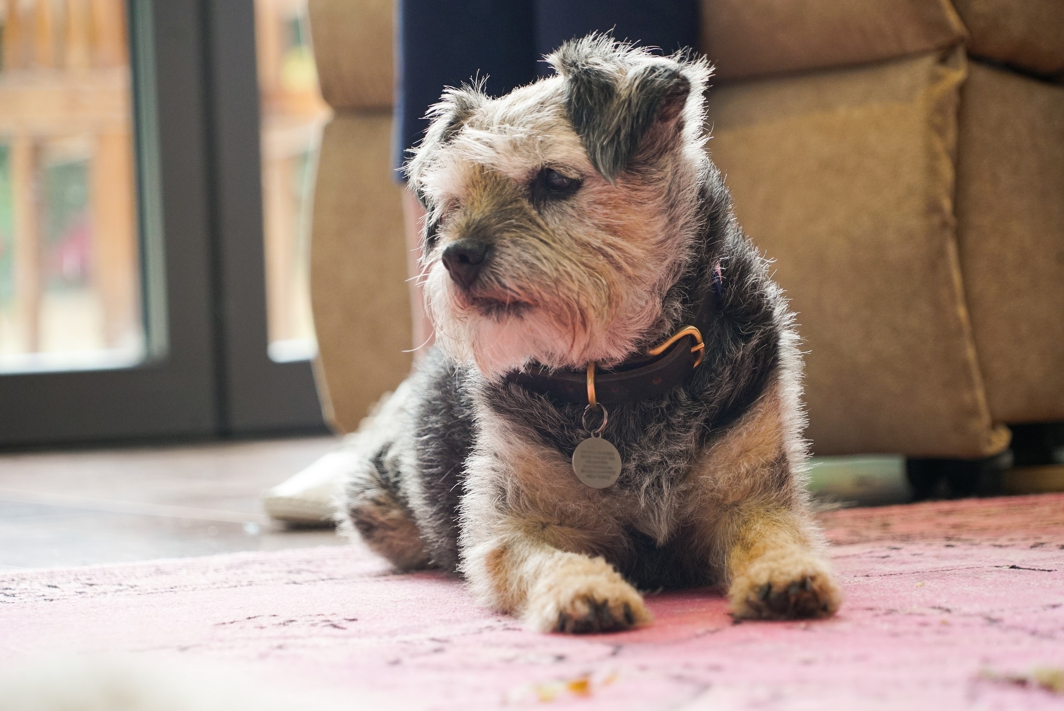 New Data from Dogs Trust Reveals Behavioural Issues Driving Owners ...