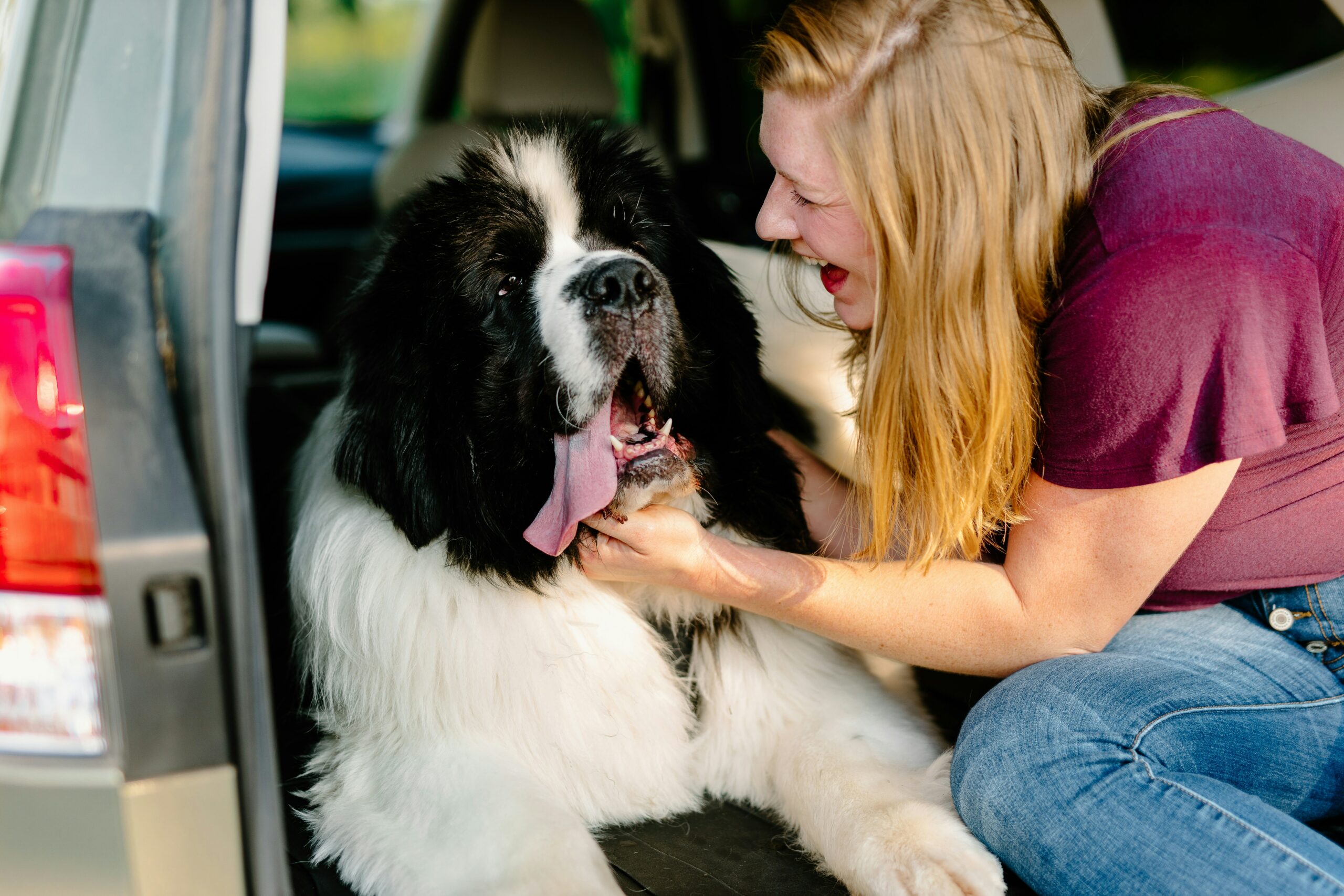 Planning a Road Trip with Large Dog Breeds