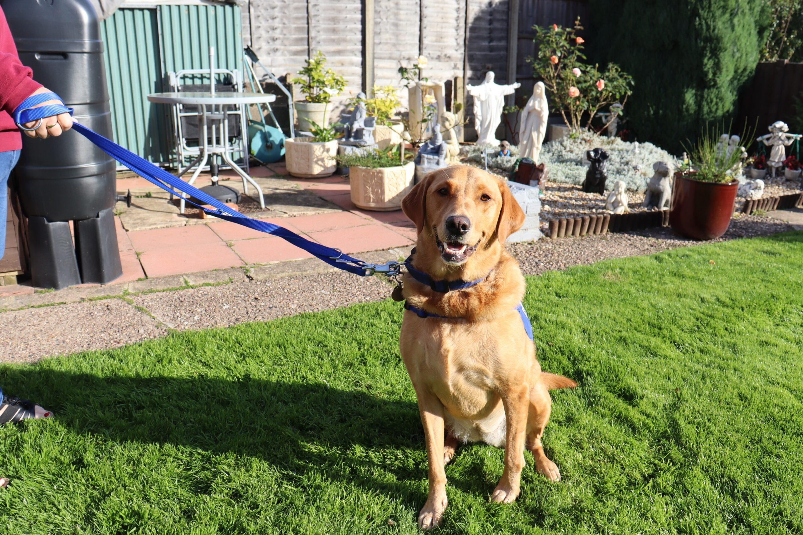 Maisie the Lifesaving Seizure Alert Dog: A Story of Independence and Hope