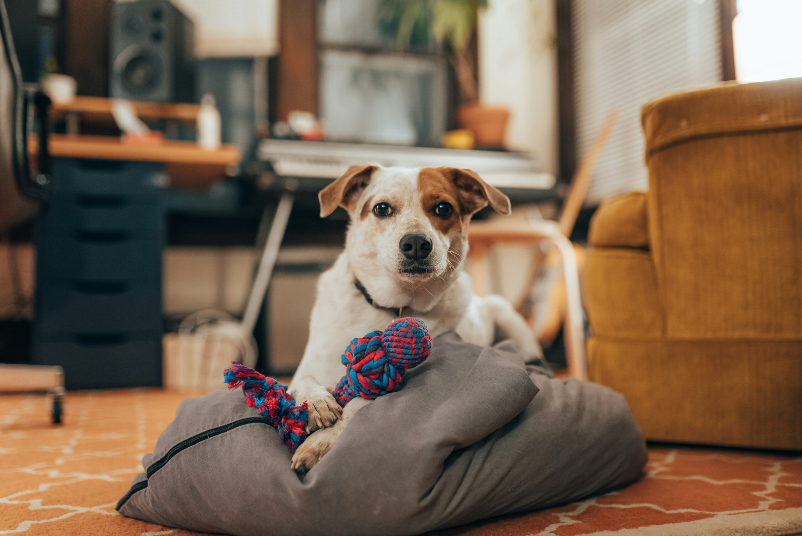 Calming Your Pet During Firework Season: Essential Tips for Bonfire Night