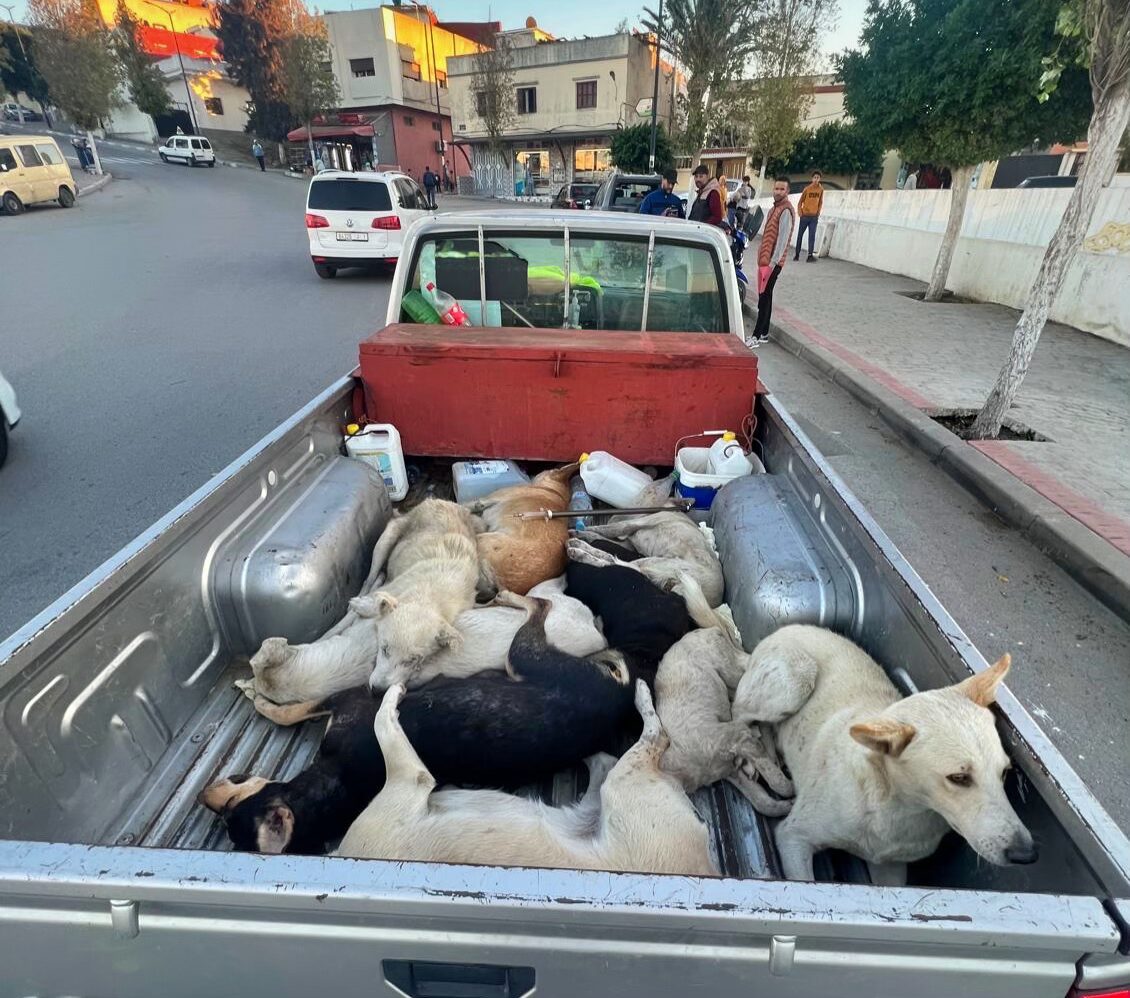 Dogs in van