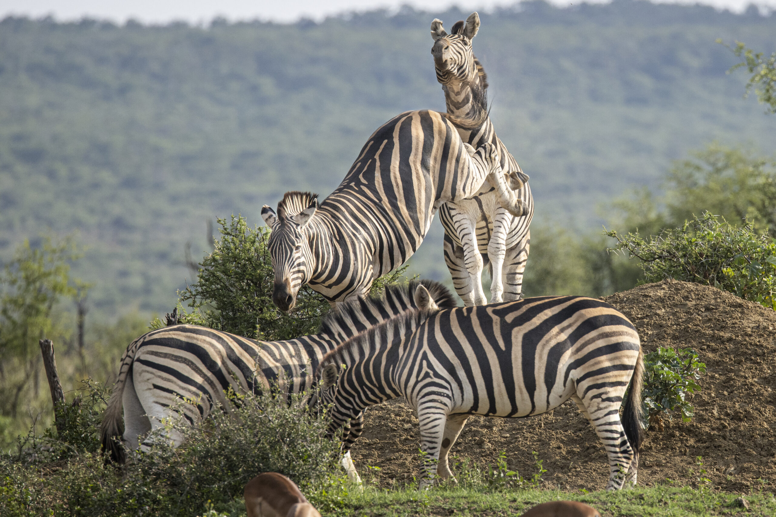 Zebras