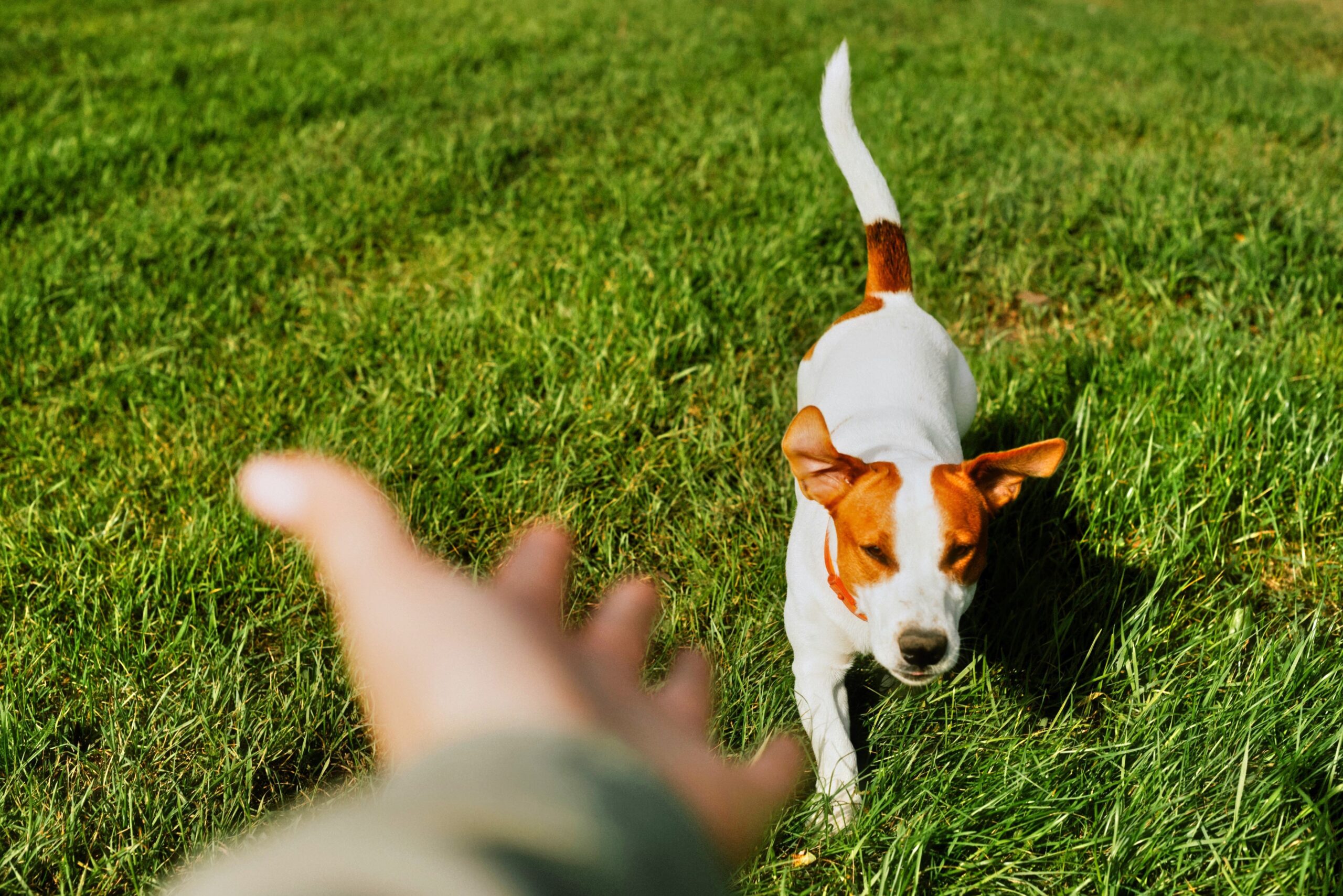 People Confident Yet Misled by Common Pet Myths, Survey Finds