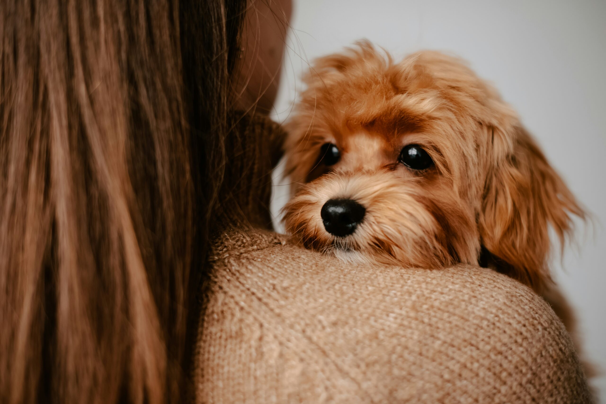 Financial Strains on Pet Owners Contributing to Dog Anxiety, Expert Warns
