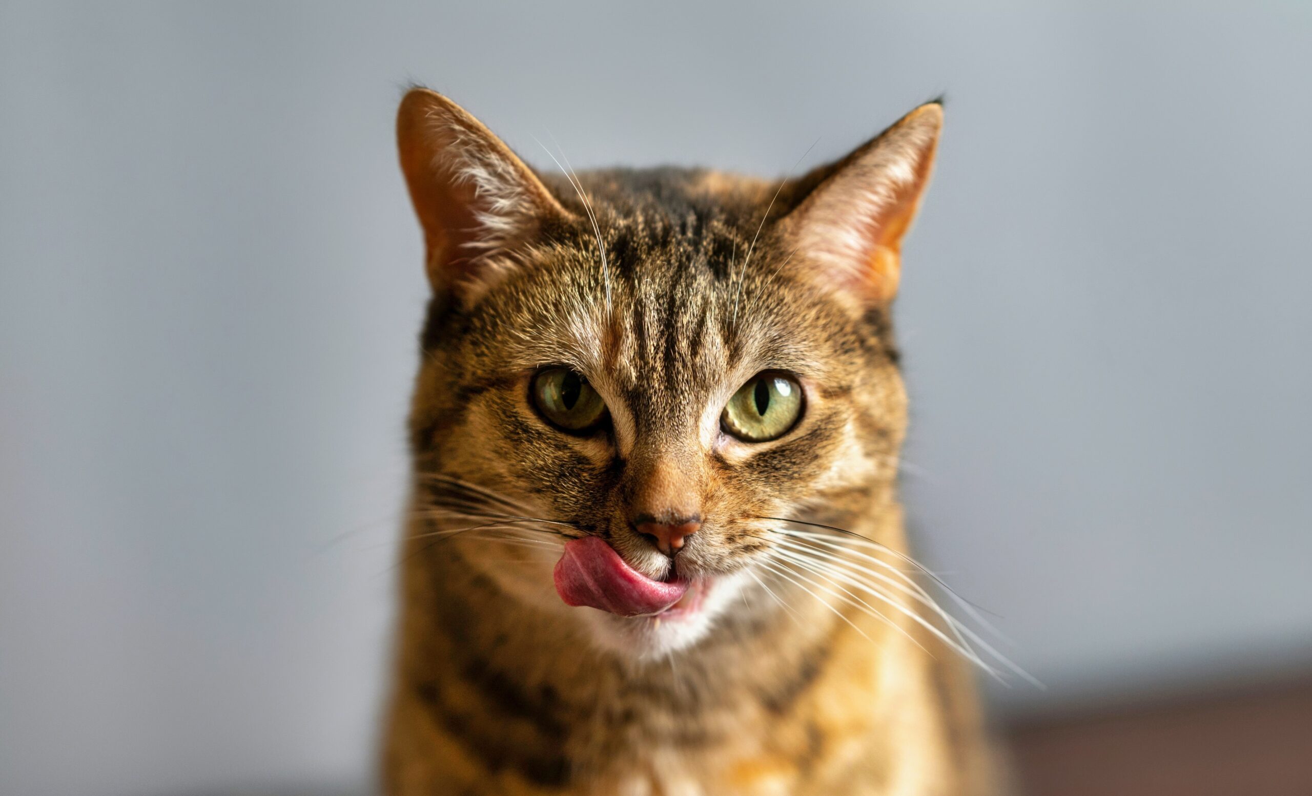 Keeping Your Cat’s Teeth Healthy – Practical Tips for Dental Care
