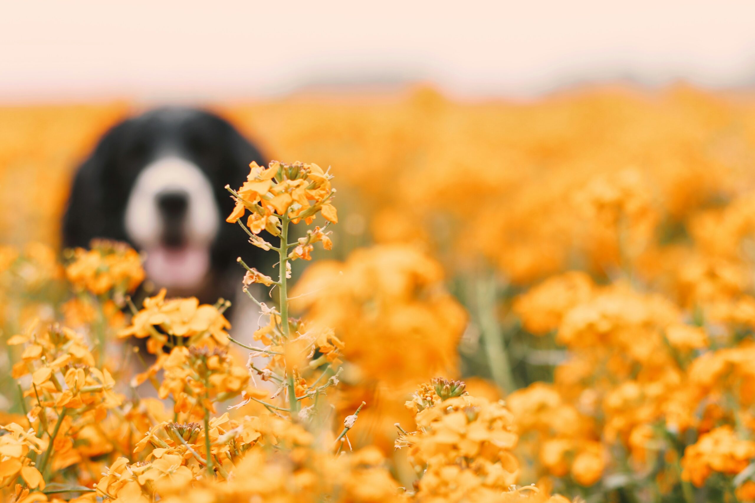 Dog Allergies Are on the Rise – Here’s What You Need to Know to Help