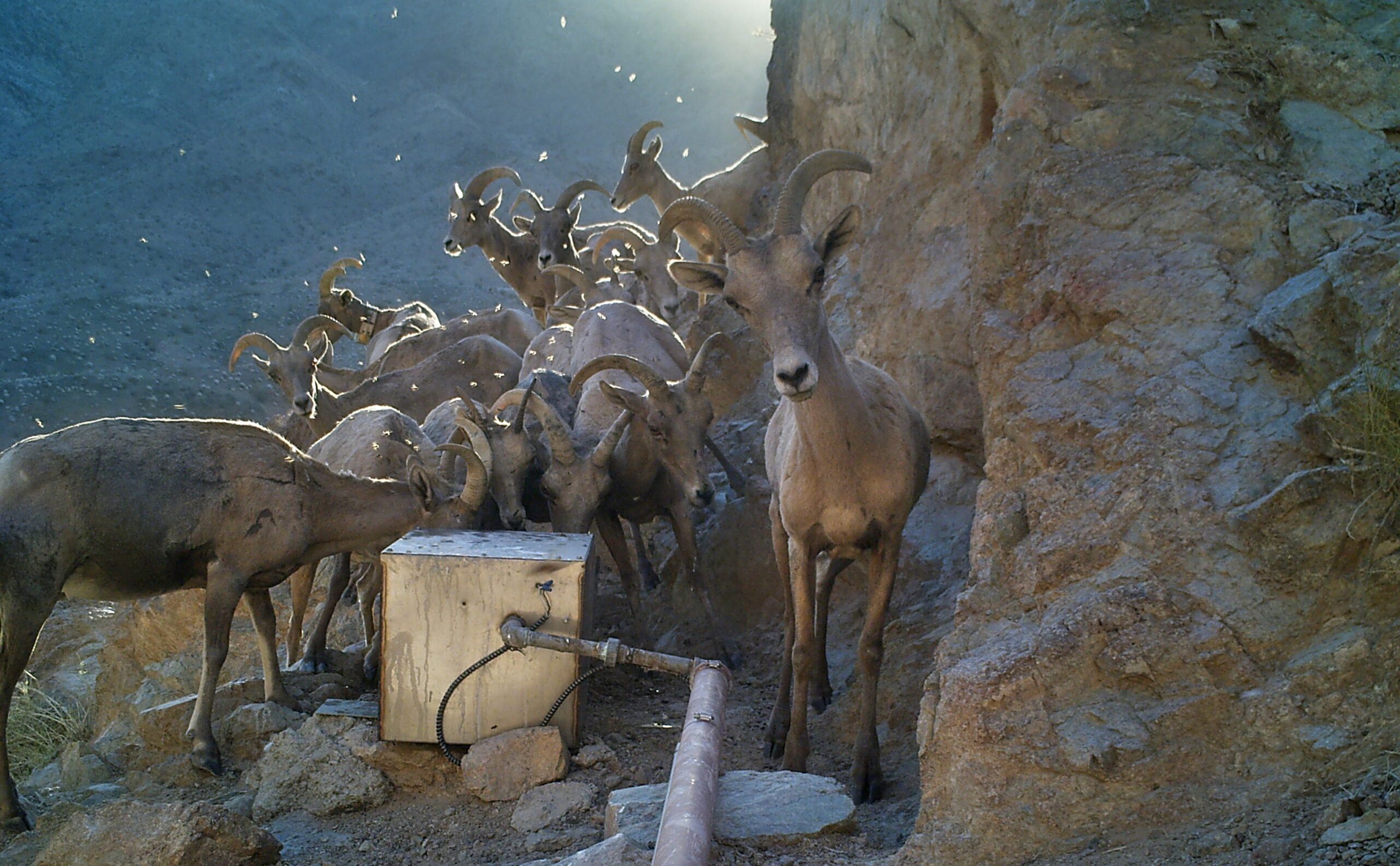 Smarter AI, Fewer Images: OSU Scientists Pioneer Breakthrough in Wildlife Recognition