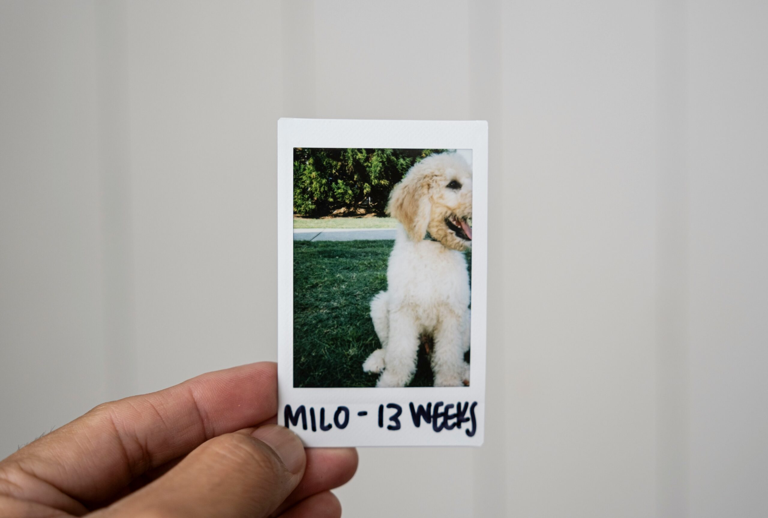 5 Dogs a Day Are Stolen in the UK – Protect Yours with These Urgent Steps