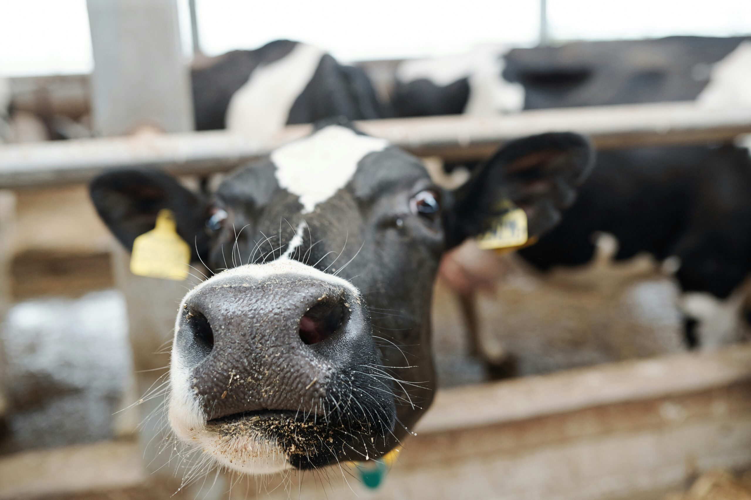 Breakthrough offers fresh hope for tackling Johne’s Disease in UK cattle herds