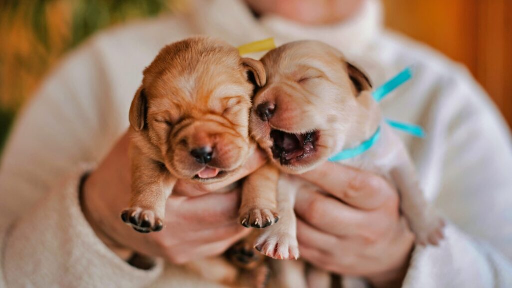 puppies