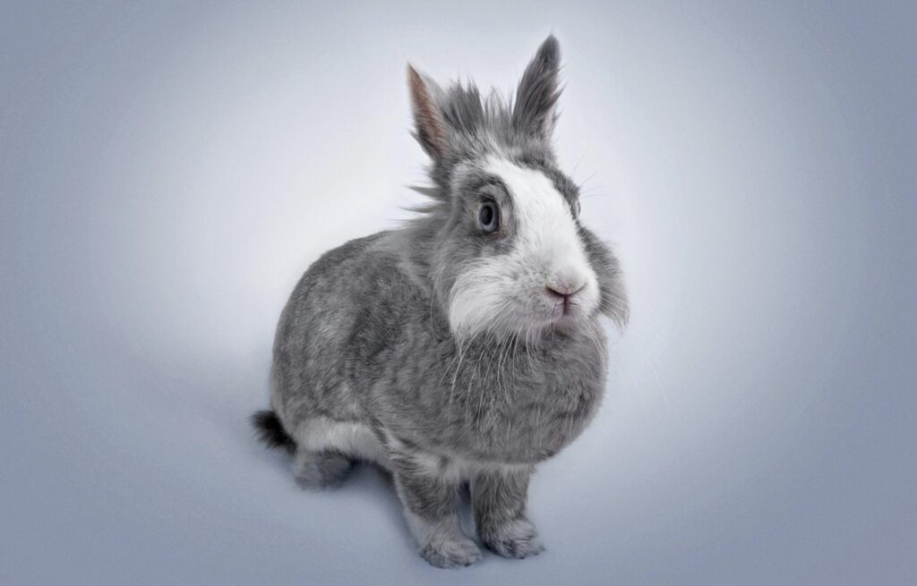 rabbit